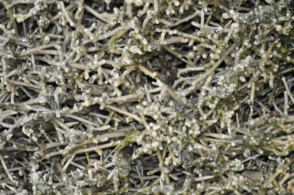 Schwarzdornreisig eines Gradierwerks, dicht mit Salzkrusten überzogen